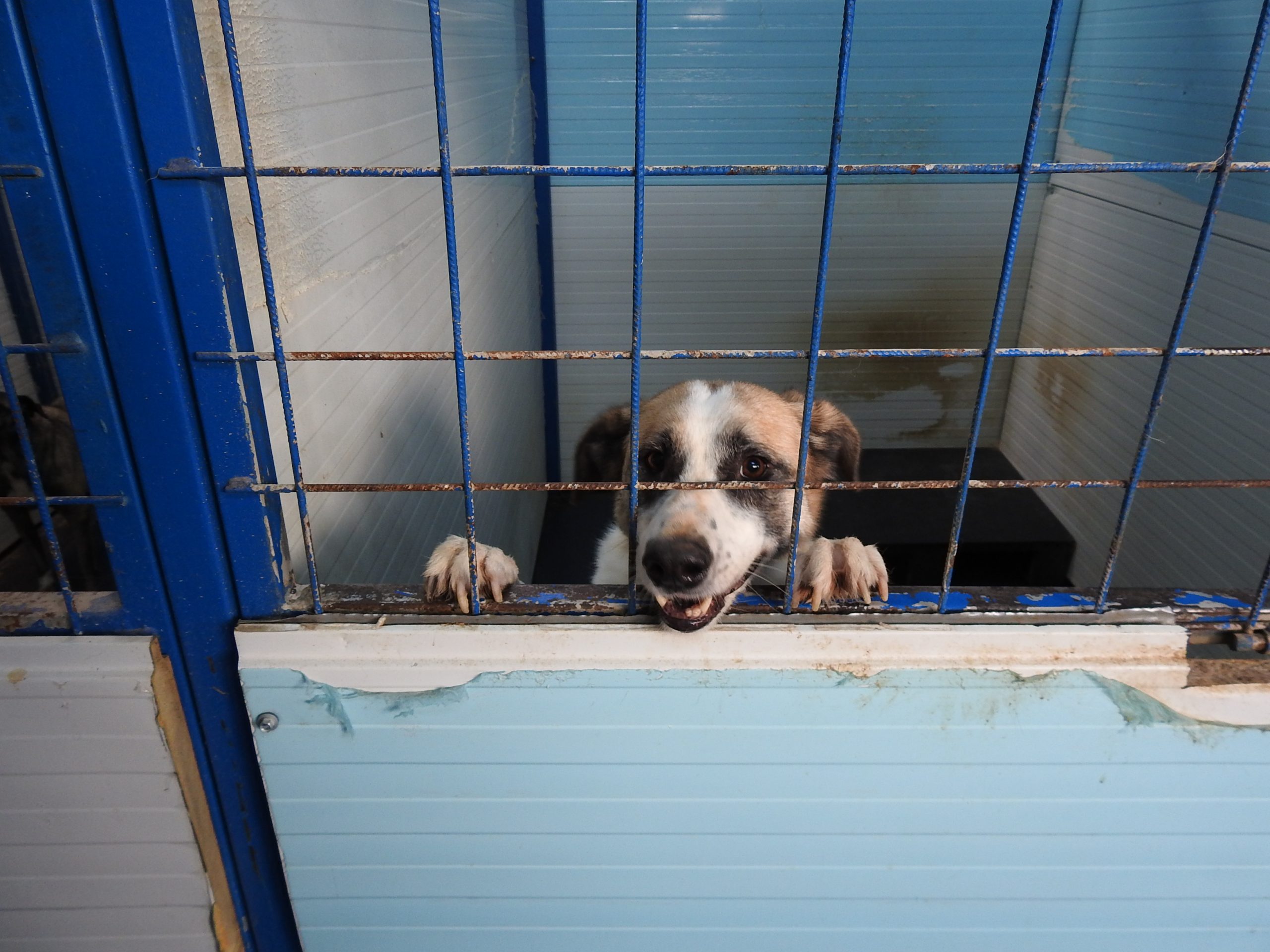 4 Paires De Chiens (obturateurs) Pour Volets Coloniaux - Fer Forgé Noir - Fait Main - The Kings Bay